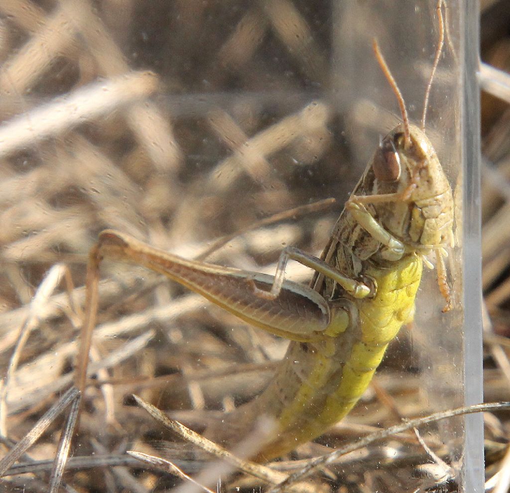 Acrididae: Euchorthippus declivus